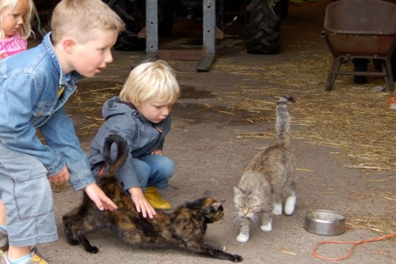 Natuurcamping Brabant, boerderijdieren